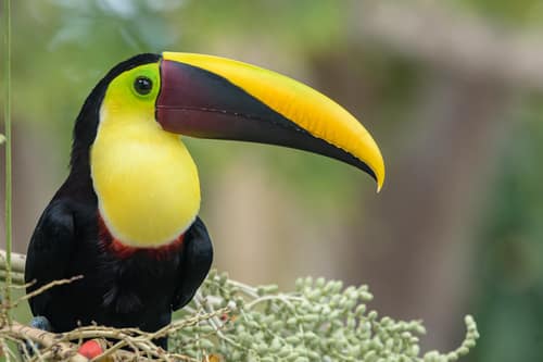 Yellow-throated Toucan reference