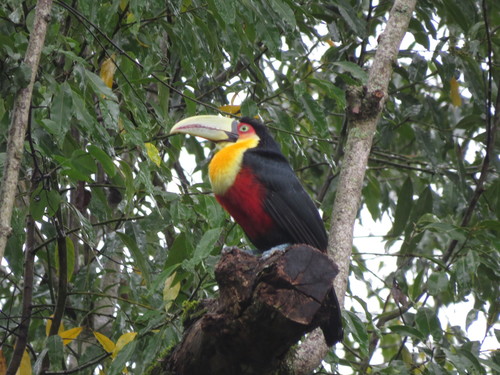 Red-breasted Toucan reference