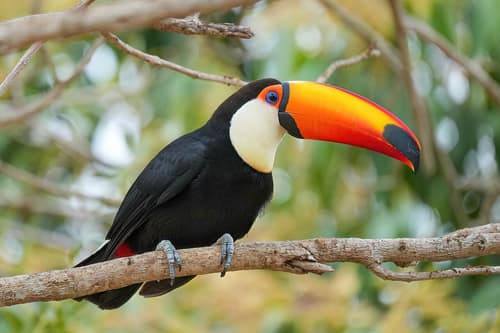 Toco Toucan reference