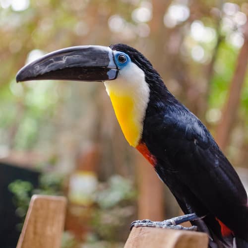 Channel-billed Toucan reference