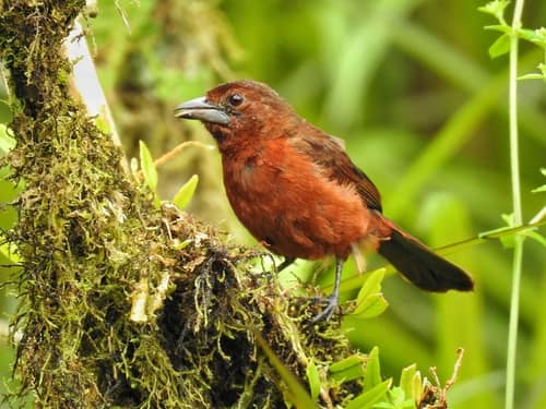 Silver-beaked Tanager reference