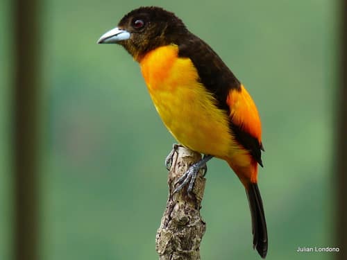 Flame-rumped Tanager reference