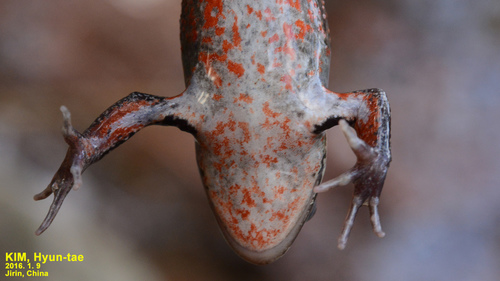 Amur Brown Frog reference