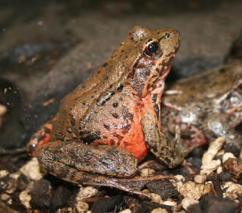 Northern Red-legged Frog reference