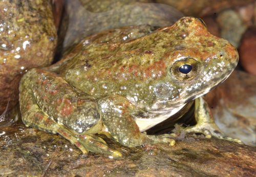 Foothill Yellow-legged Frog reference