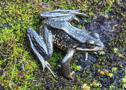 Cascades Frog reference