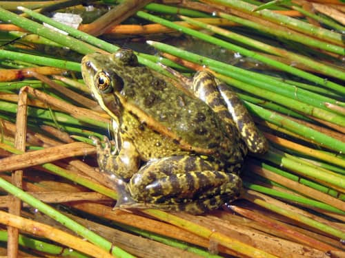 California Red-legged Frog reference
