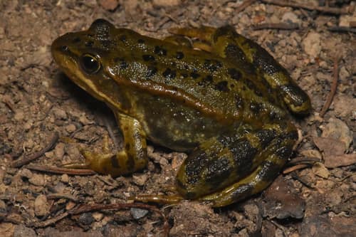 Columbia Spotted Frog reference