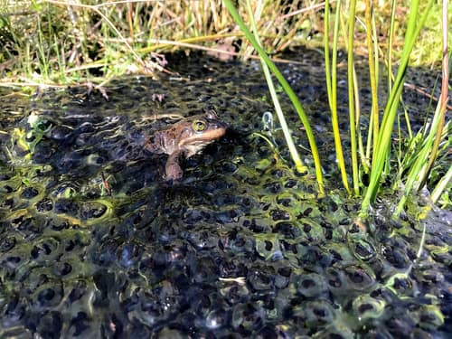Oregon Spotted Frog reference