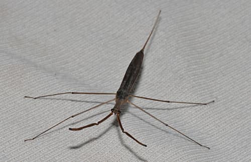 Water Scorpion reference
