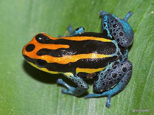 Flame-Backed Poison Frog reference