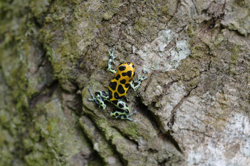 Mimic Poison Frog reference