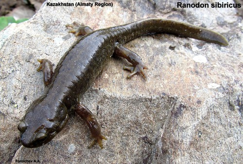 Tian Shan Salamander reference