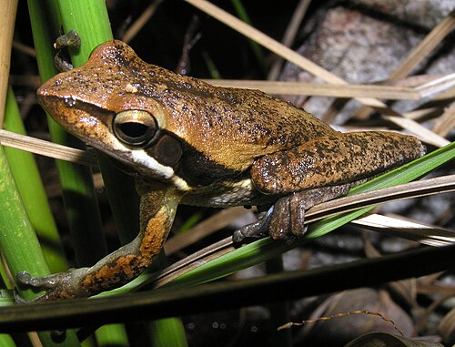 Slender Tree Frog reference