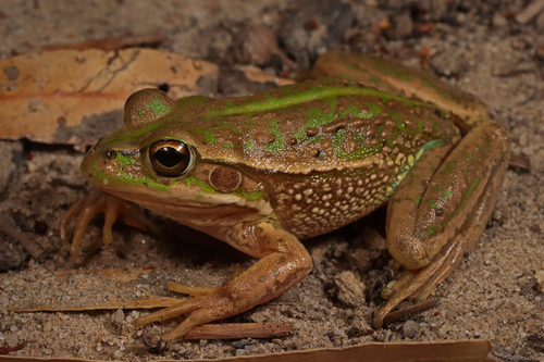 Southern Bell Frog reference