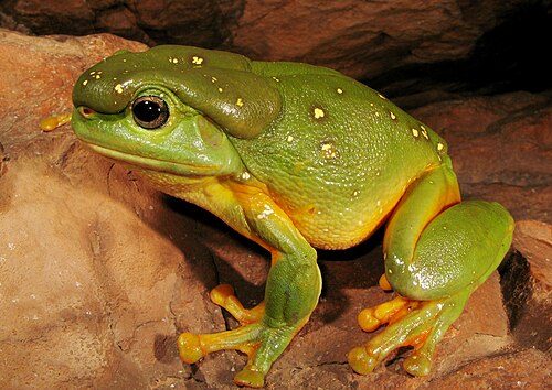 Magnificent Tree Frog reference