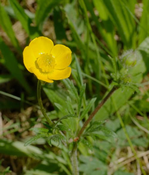 Bulbous Buttercup reference