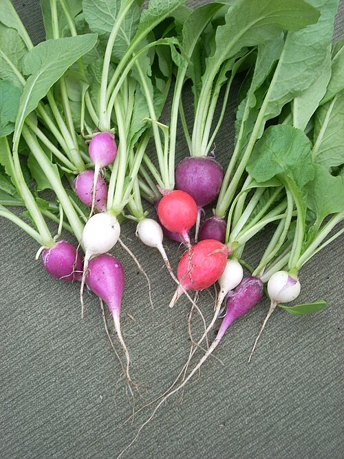 Cultivated Radish reference