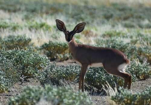 Steenbok reference