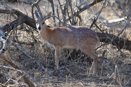 Sharpe's Grysbok reference