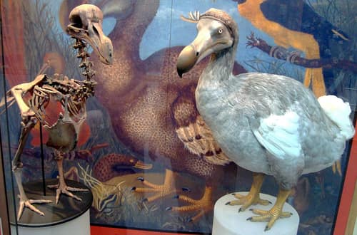 Dodo reference