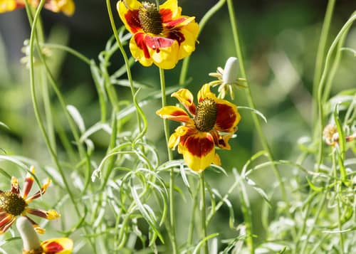 Upright Prairie Coneflower reference