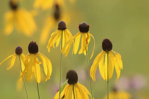 Grey-headed Coneflower reference