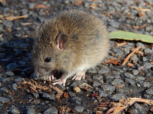 Polynesian Rat reference