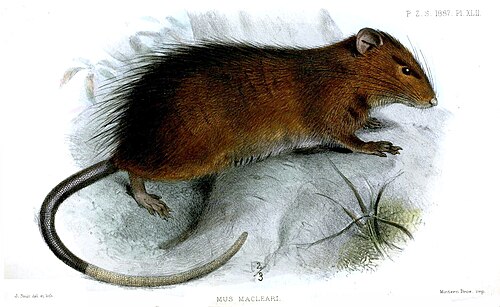 Maclear's Rat reference