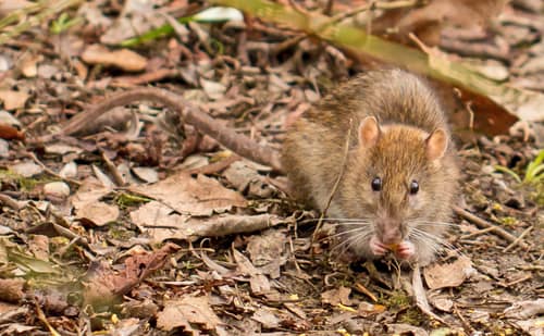 Brown Rat reference