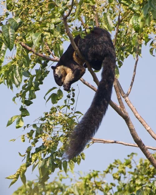Black Giant Squirrel reference
