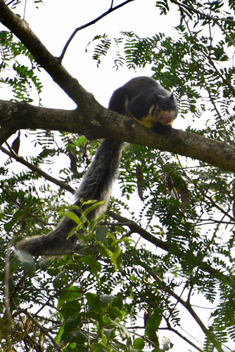 Grizzled Giant Squirrel reference