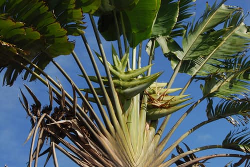 Traveler's Palm reference
