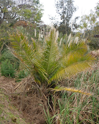 Majesty Palm reference