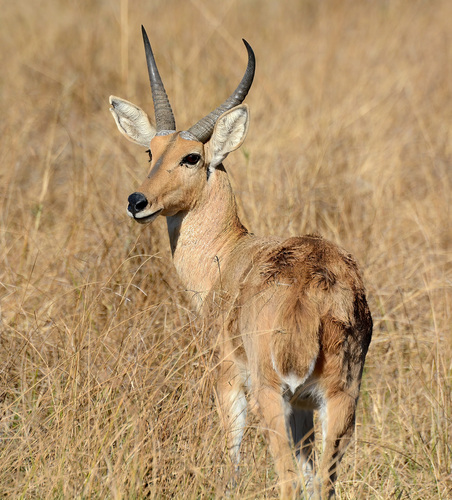 Southern Reedbuck reference