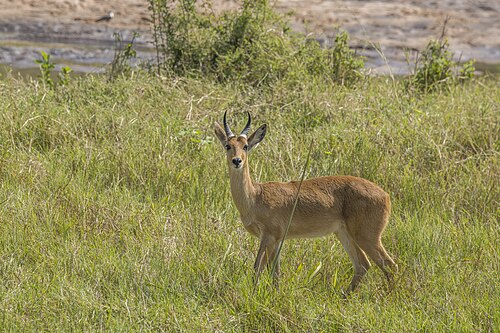 Bohor Reedbuck reference