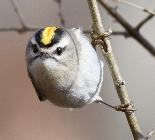 Golden-crowned Kinglet reference