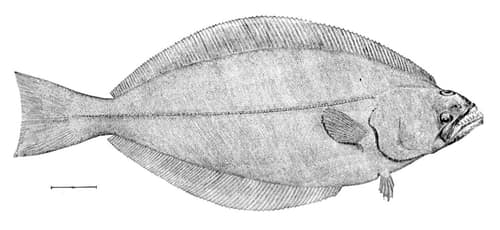 Greenland Halibut reference