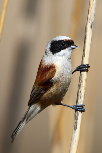 Eurasian Penduline Tit reference