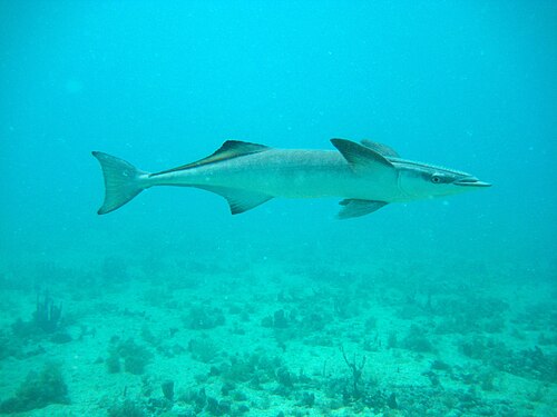 Common Remora reference