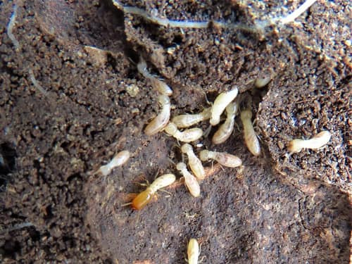 Eastern Subterranean Termite reference