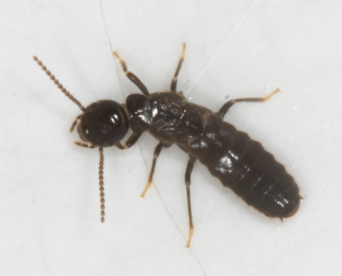 Western Subterranean Termite reference
