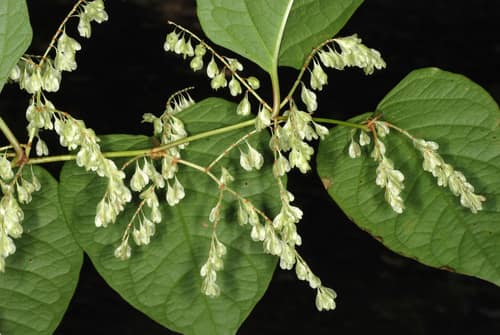Japanese Knotweed reference