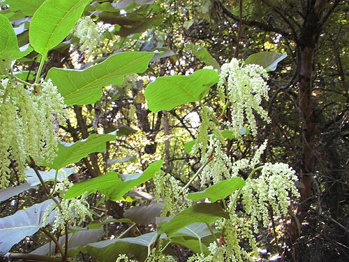 Giant Knotweed reference