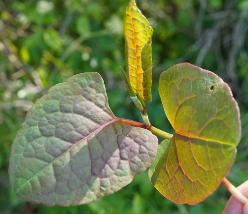 Bohemian Knotweed reference