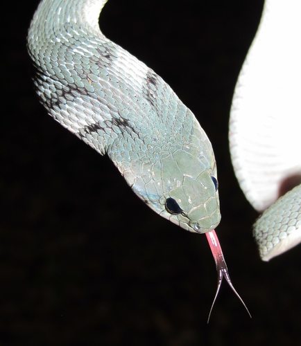 Green Keelback reference