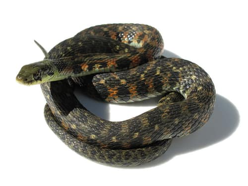 Tiger Keelback reference
