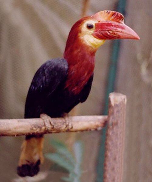 Walden's Hornbill reference