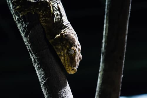 Leach's Giant Gecko reference