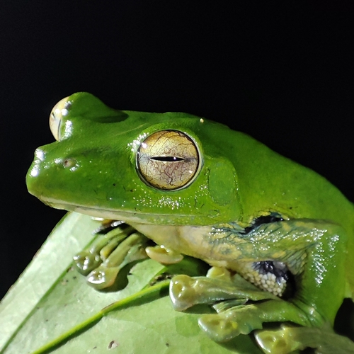 Helen's Flying Frog reference